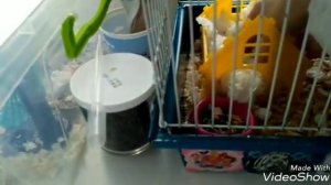 Потерялся хомяк что делать???!!! Как найти сбежавшего хомяка Что делать если хомяк сбежал