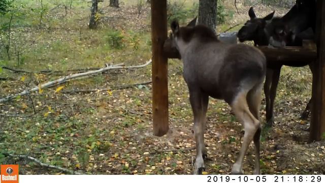 Семья лосей в Мордовском заповеднике смотреть онлайн