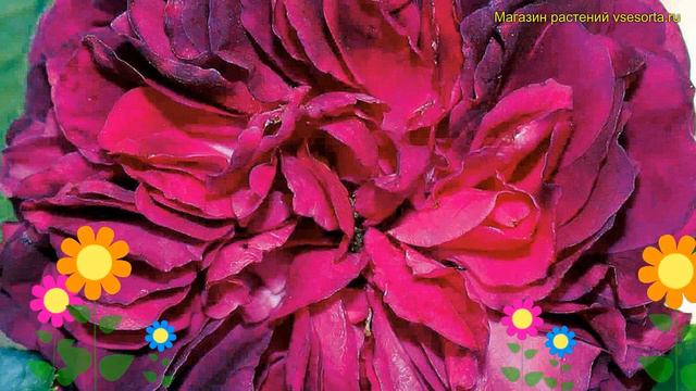 Роза. Краткий обзор, описание характеристик, где купить саженцы rosa souvenir dalphonse lavallee смотреть онлайн