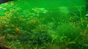 Беда в аквариуме. Гибель рыб. В чем причина?