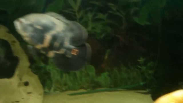 Мастацембел краснополосый, огненный угорь смотреть онлайн