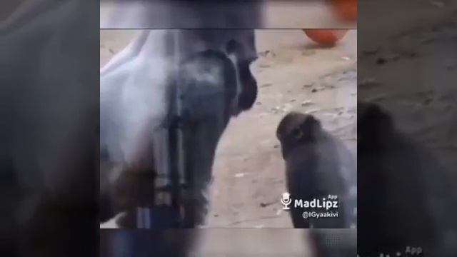 #ehuooooo_#twicomedy_#yaakivi_Yaa Kivi funny videos смотреть онлайн