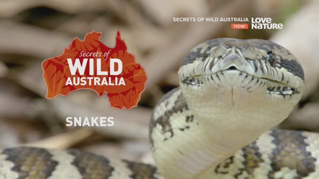 змеи смотреть онлайн