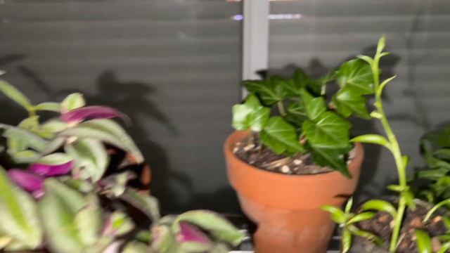 string of pickles and string of bananas flowering смотреть онлайн