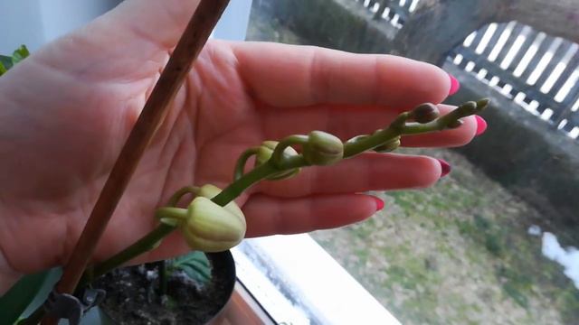 Расцвела ещё одна орхидея 🌺🌺🌺🌺🌺 смотреть онлайн