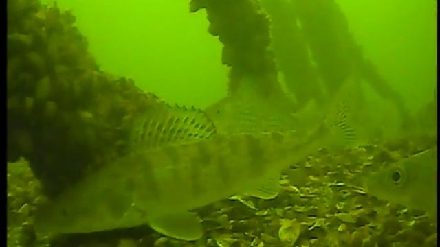 Подводное видео. Судак зимой смотреть онлайн