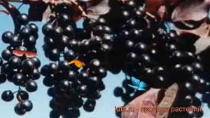 Черемуха обыкновенная Неубиенная (prunus padus) ? обзор: как сажать, саженцы черемухи Неубиенная