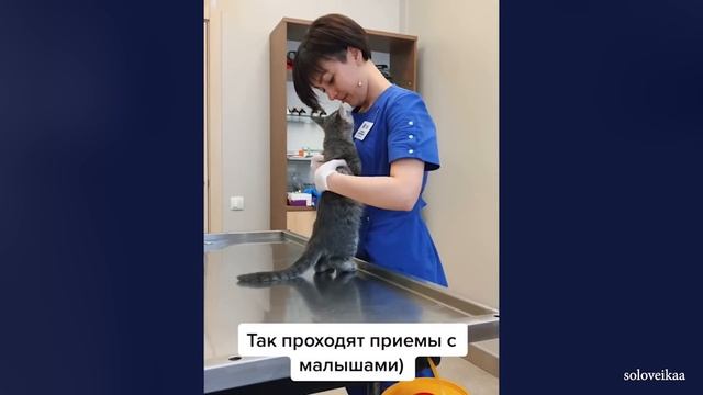 CATS Actually Love Their Humans, Here are the Proofs смотреть онлайн