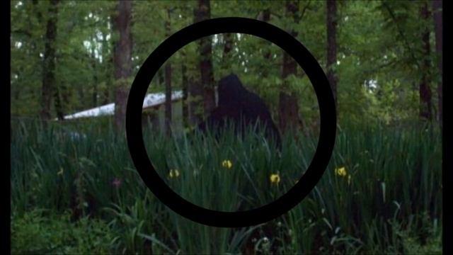 ACTUAL Sasquatch/Bigfoot Animal Found on Camera 2017!? (Proof & Evidence) смотреть онлайн