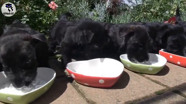 ✔ Скотч терьер: о плюсах и минусах этой породы собак смотреть онлайн