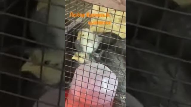 Цыплята Легбар Кремовый. #экотрадиции #chicken #курынесушки #цыплята #породныекуры #легбаркремовый смотреть онлайн