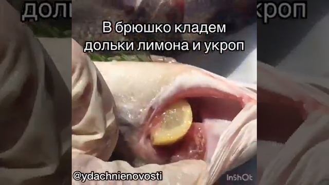 сибас в коптильне смотреть онлайн
