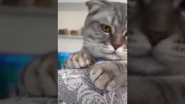 Нашему скоттишу уже 7 месяцев.