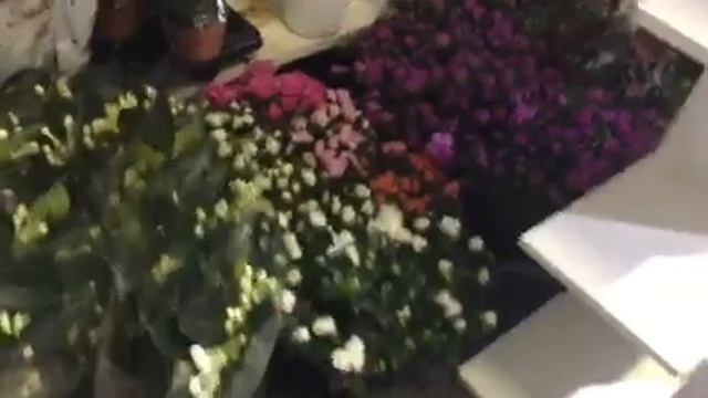 ?Цветы оптом из Голландии Dio Flowers