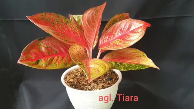 Aglaonema Tiara