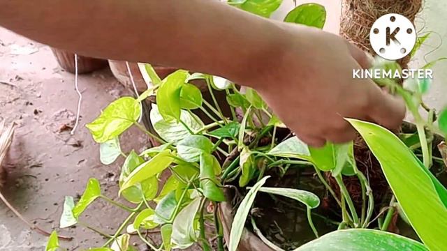 Aaj ka din plants k Naam/I love nature @samandanishvlogs смотреть онлайн