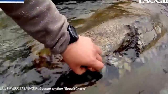 Место обнаружения останков доисторического животного на реке Рута Ю смотреть онлайн