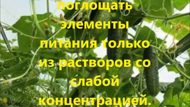 Ошибки при выращивании огурцов. смотреть онлайн