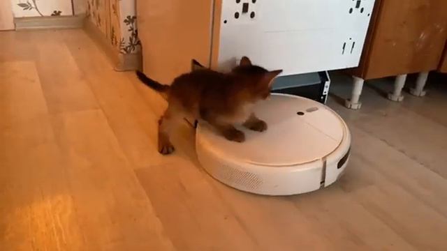 Котёнок Сомали катается на роботе пылесосе)))