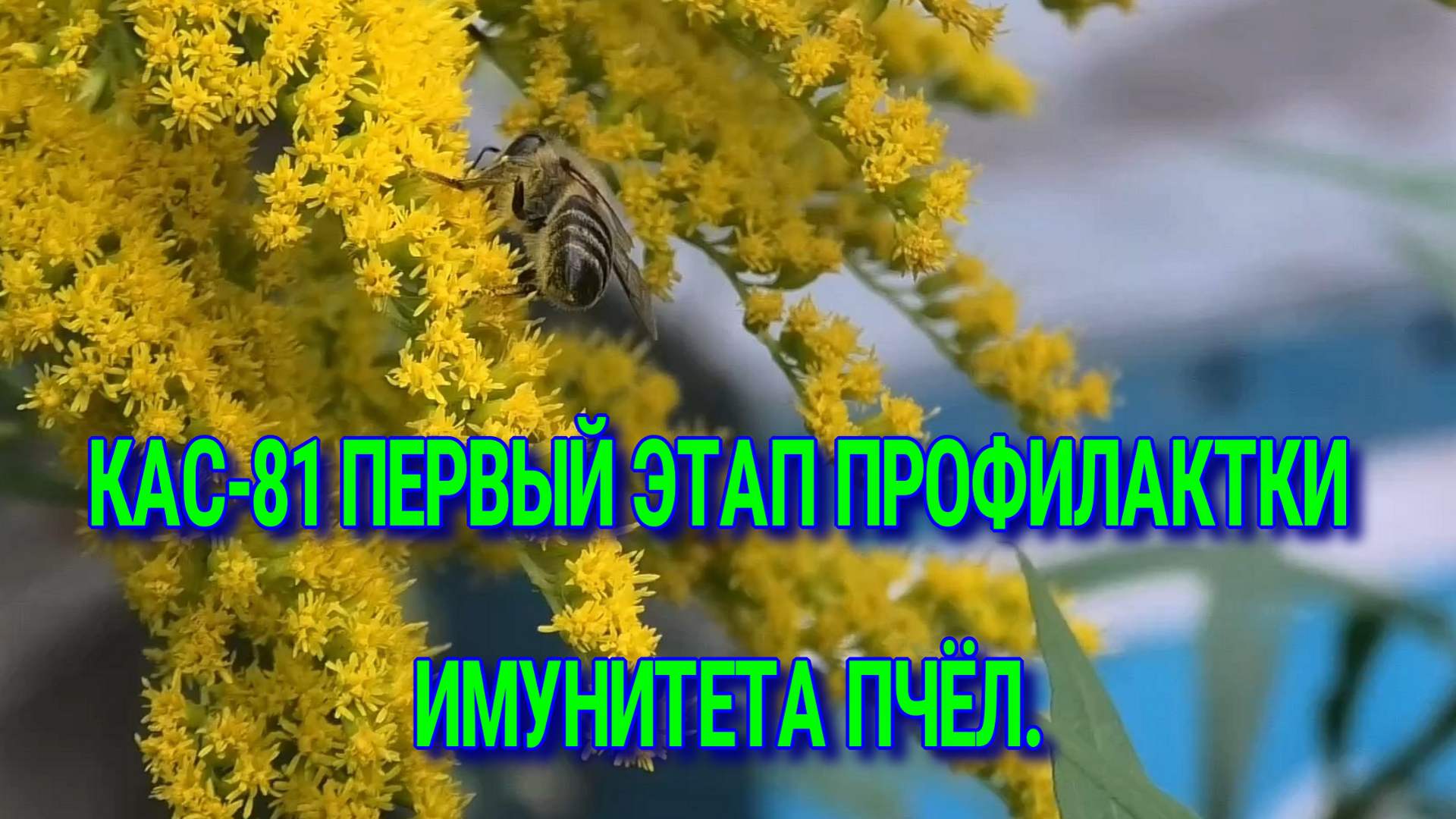 КОНЕЦ СЕЗОНА,ПОЭТАПНЫЕ МЕРОПРИЯТИЯ смотреть онлайн