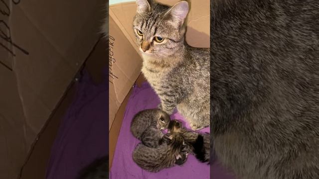 Кошка переживает за котят смотреть онлайн