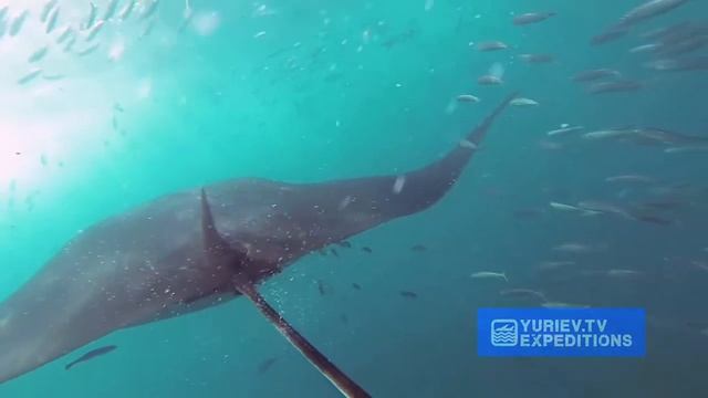Freediving with giant Manta rays in Mexico. Фридавинг с Мантами — морские дьяволы смотреть онлайн