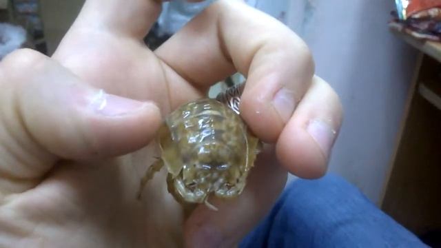 в волхове такие динозавры водятся) смотреть онлайн