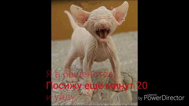 Для чего нужен талон в поликлинику смотреть онлайн