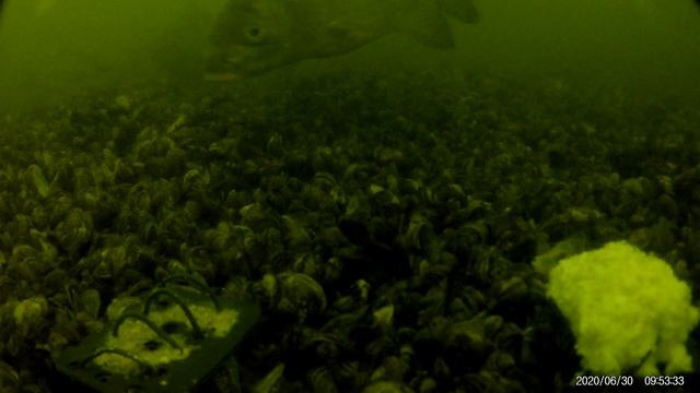 ГОРОХОВАЯ МАСТЫРКА - реакция рыбы ?. Подводная съемка рыбалки. Лещ/карась/карп/плотва на горох. смотреть онлайн