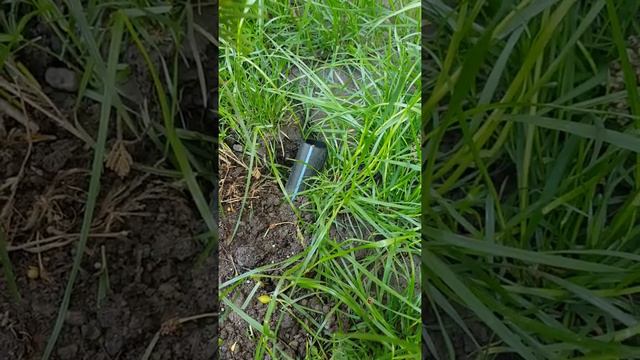 Growing Chamaecyparis lawsonian Yvone Pompom bonsai смотреть онлайн