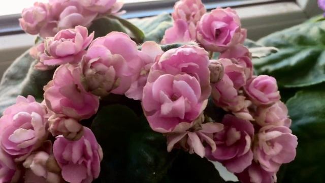 Сортовые фиалки. Делюсь своим мнением и показываю САМЫЕ КРАСИВЫЕ. Обзор сортов и цветение 2021 г. смотреть онлайн