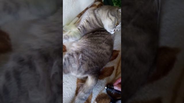 Ой как сильно леняет Буся, вычесываю шерсть, расчёска класс👍 смотреть онлайн