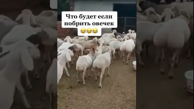 Что будет если побрить овечек? смотреть онлайн