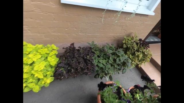 Колеусы Вегетативные! Обзор Новинок ! Пополнение моей коллекции!!! смотреть онлайн