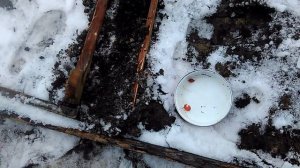 Посев семян шиповника под зиму. Эксперимент.