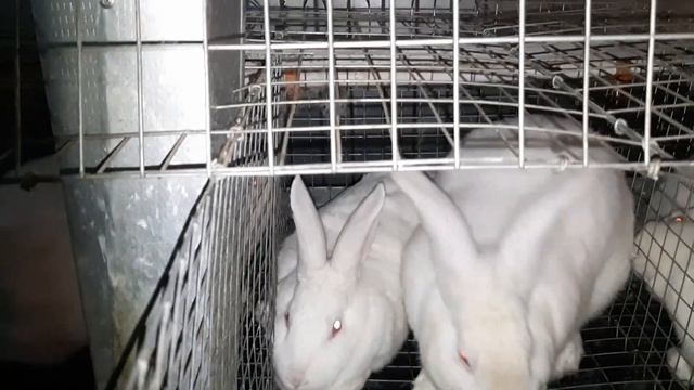 Хиколь l КРОЛИКИ l Ремонтных самочек в работу I New Zealand Rabbits for sale смотреть онлайн