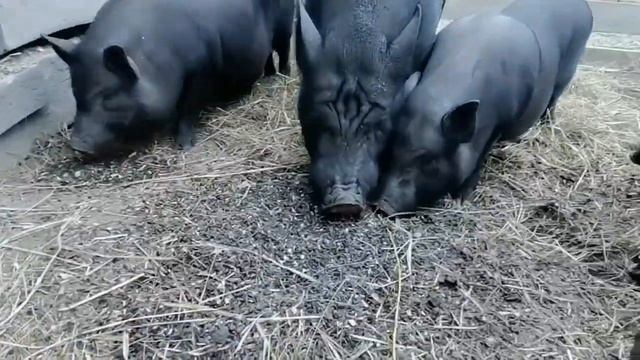 Секач Фунтик выполняет команды. Умные дикие поросята. Кабаны кушают семена подсолнечника. смотреть онлайн