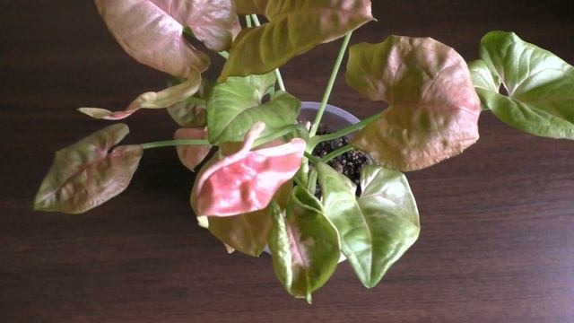 МОИ НОВИНКИ ДЕКОРОТИВНО-ЛИСТВЕННЫХ РАСТЕНИЙ | Пеперомии, Сингониумы, Кодиеум смотреть онлайн