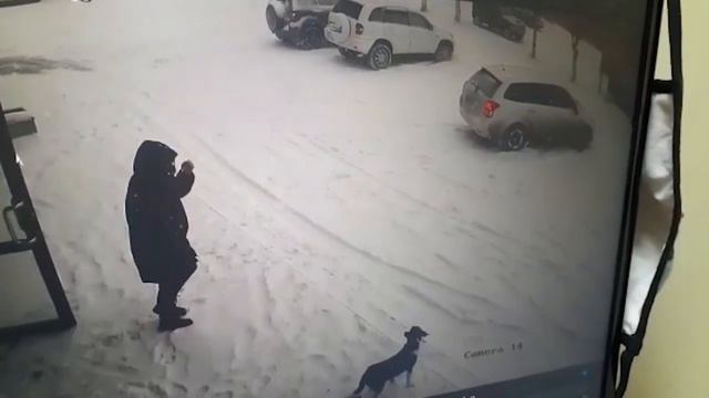 Собаку выкинули возле ТЦ в Корсакове - вид с камер смотреть онлайн