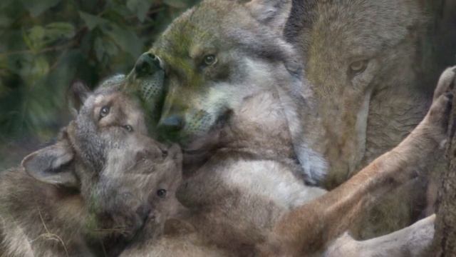 Стон Кикиморы(Kikimora's Moan) смотреть онлайн