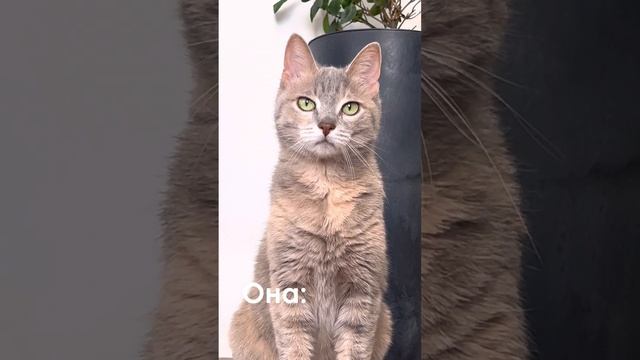 Что думает кошка о моих покупках? #уходзакошкой #шерстькошки смотреть онлайн
