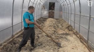 КОГДА ОТКРЫВАТЬ ВИНОГРАД ПОСЛЕ ЗИМОВКИ? СЕВЕРНЫЙ ВИНОГРАДНИК 5-21. ВИНОГРАД В ТЕПЛИЦЕ