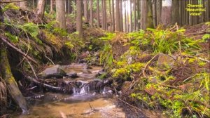 Звуки природы 10 часов | Ручей в лесу | Пение птиц | Шум воды | Stream in the forest | Singing Bird