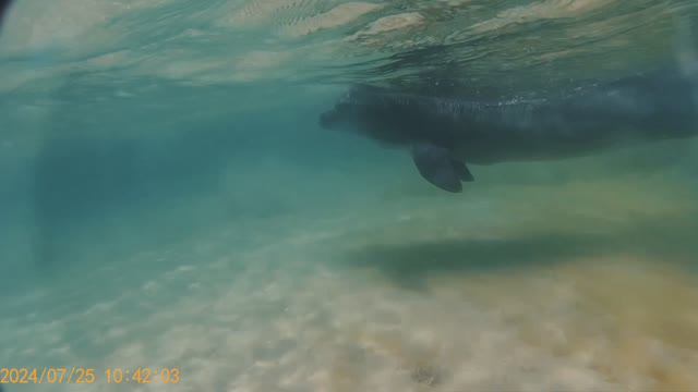 Дельфины в море, лучшее видео смотреть онлайн