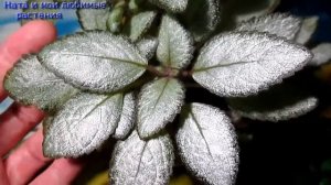 Эписция "Silver Skies"- мини жемчужина коллекции эписций