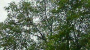 БЕЛАЯ БЕРЕЗА И КЛЕН