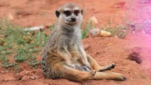 Звуки сурикатов