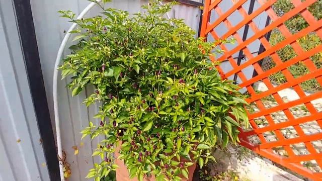 Уютный декор веранды! Осенние хлопоты на даче! смотреть онлайн