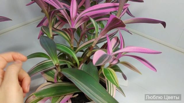 Монолог про цветок - Сеткреазия пурпурная вариегатная (Setcreasea purpurea variegated) смотреть онлайн