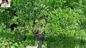 Как часто поливать морковь после посадки до сбора урожая